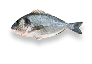 iconFish2